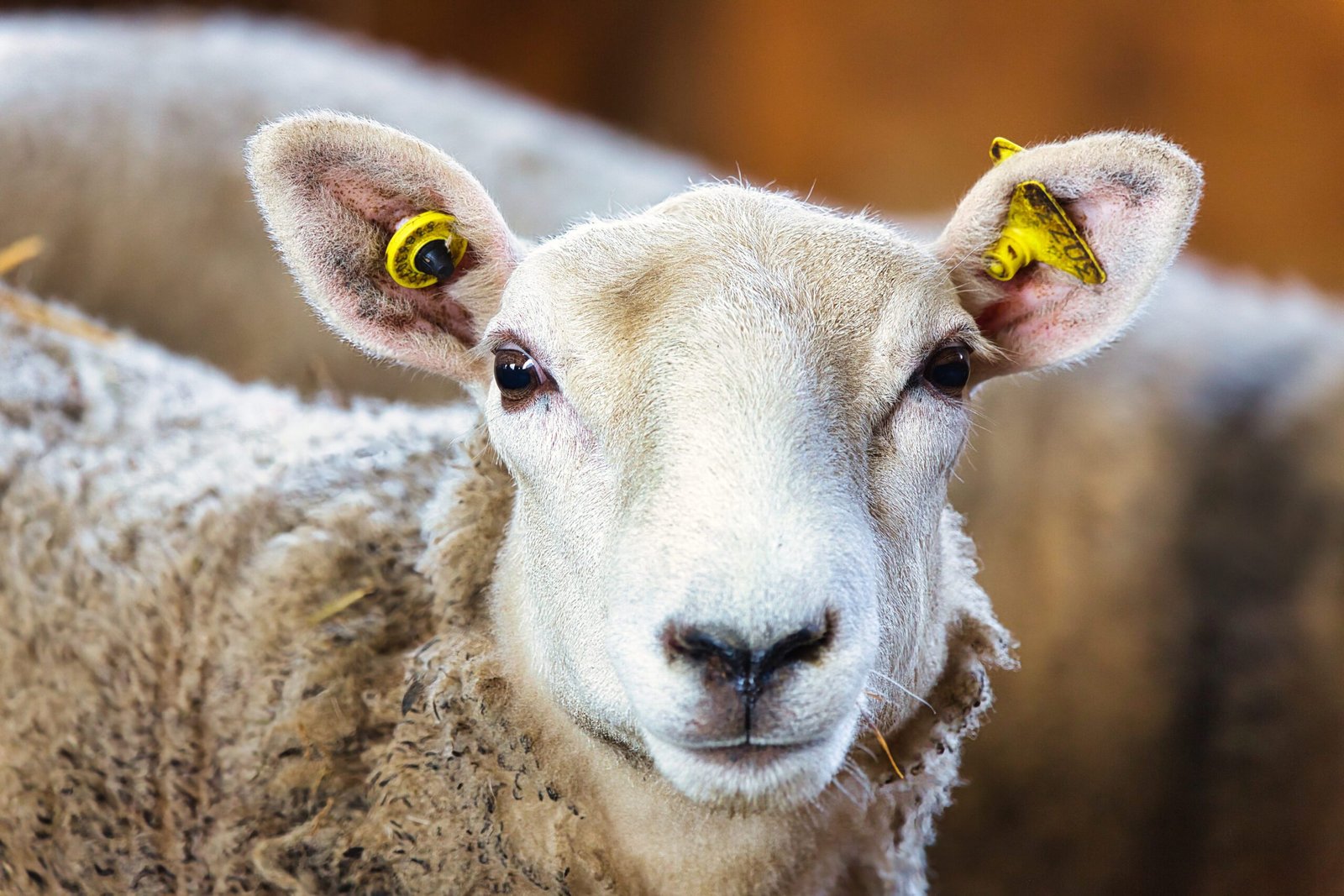 Sheep12