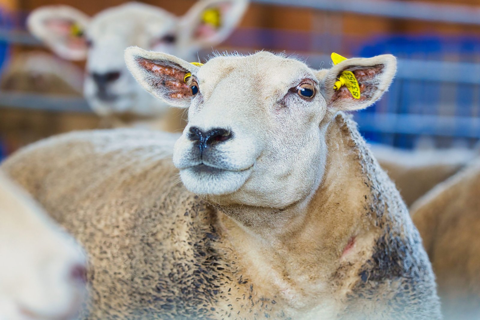 sheep01