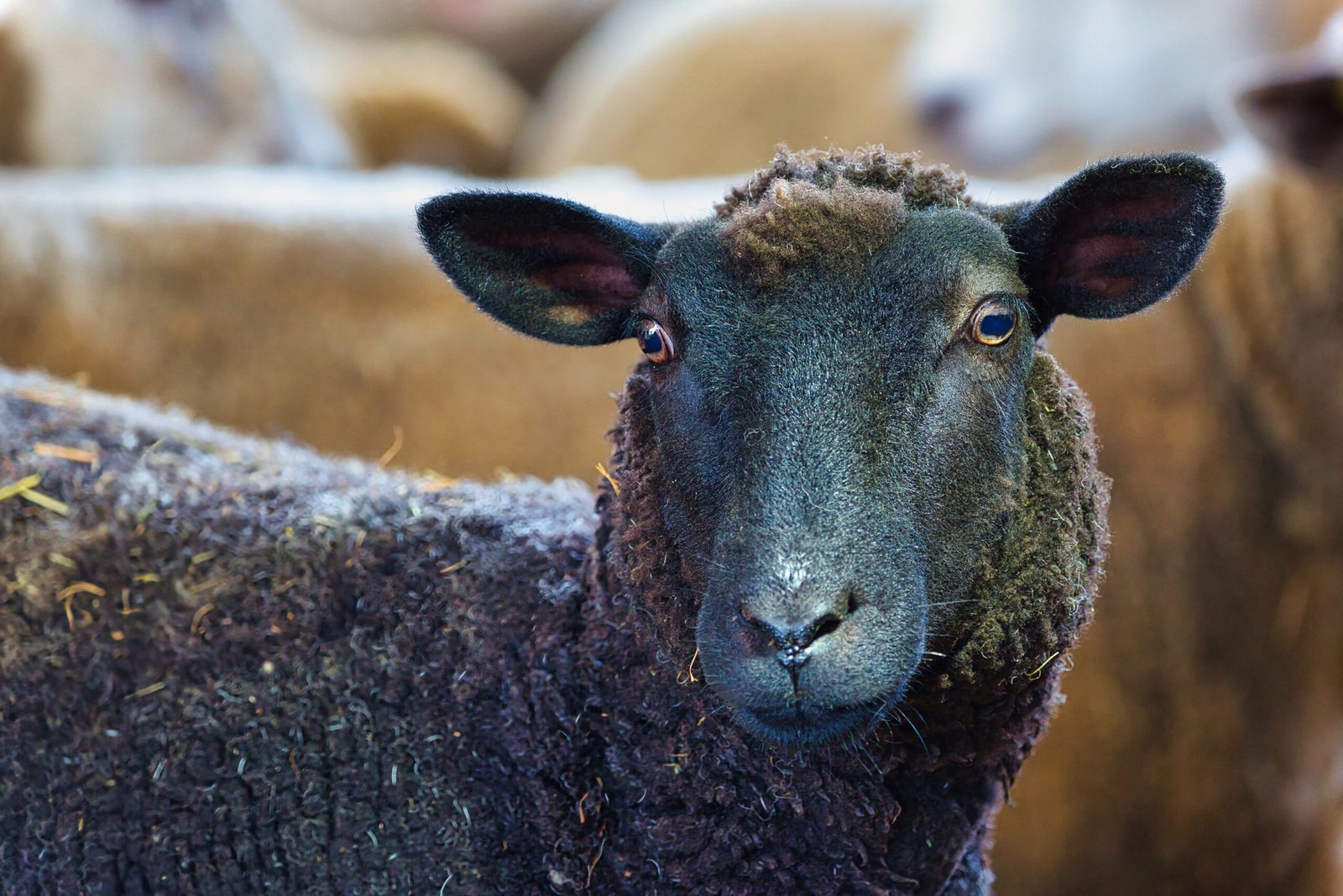 sheep02