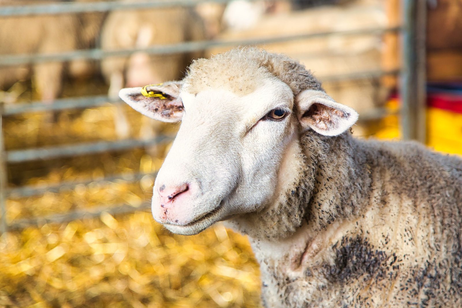 sheep04
