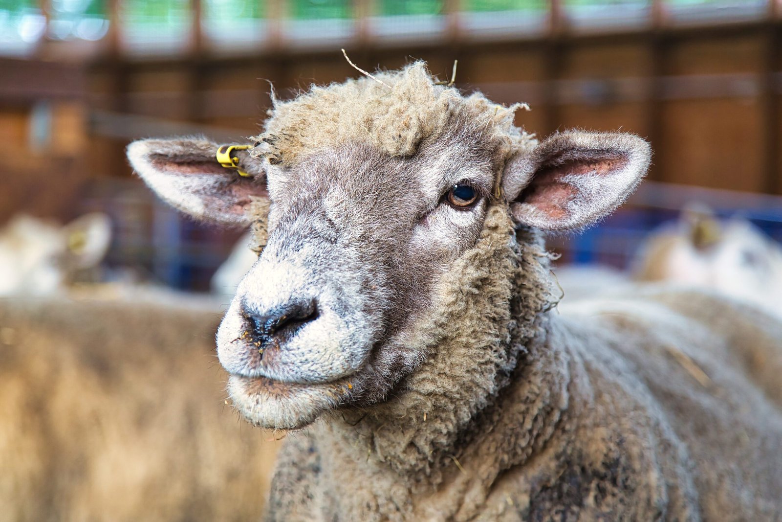 sheep05