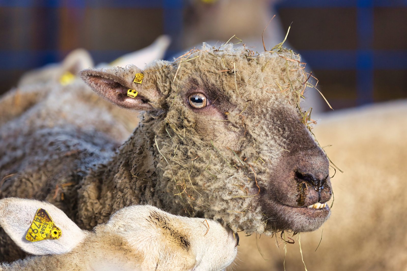 sheep07