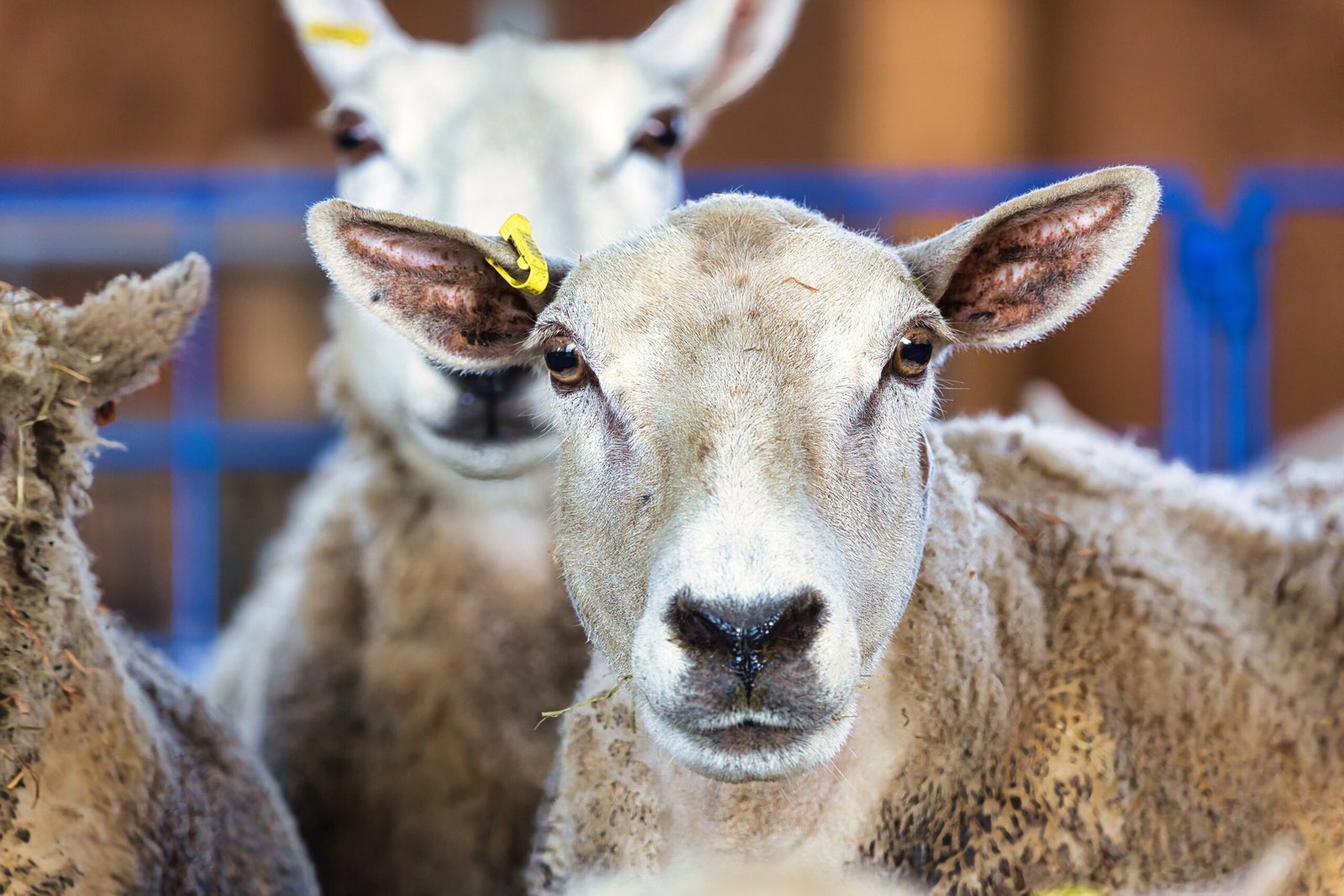 sheep08