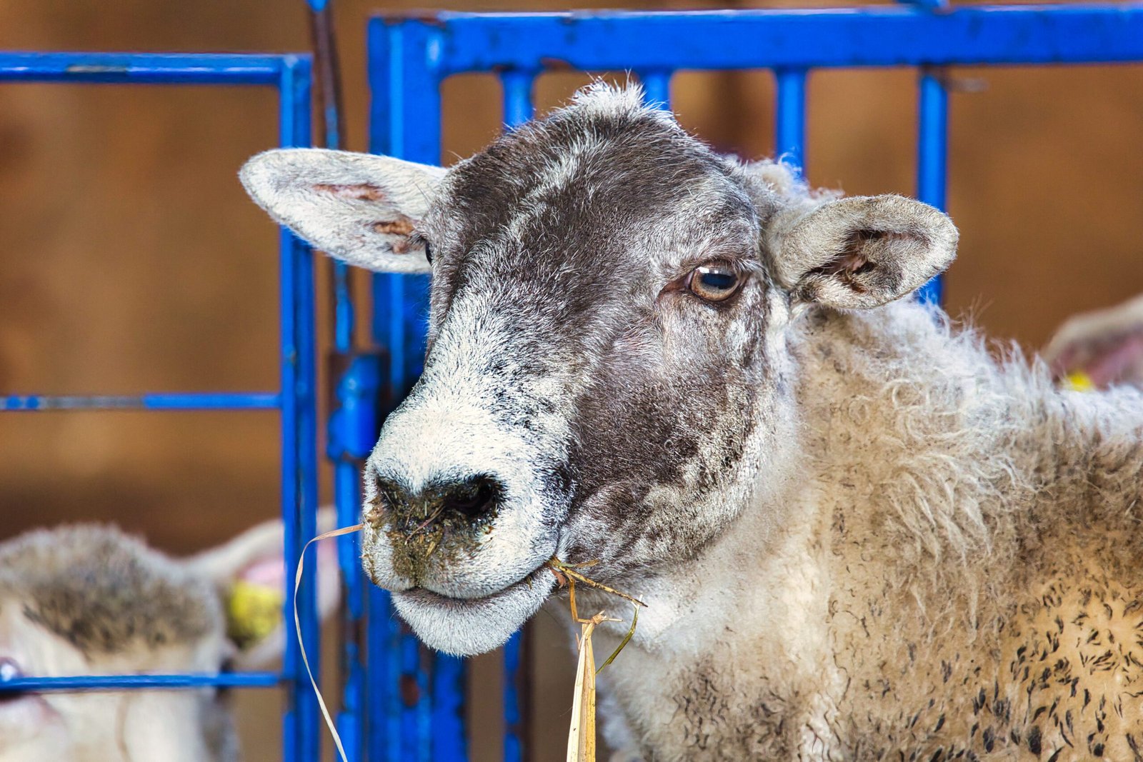 sheep09