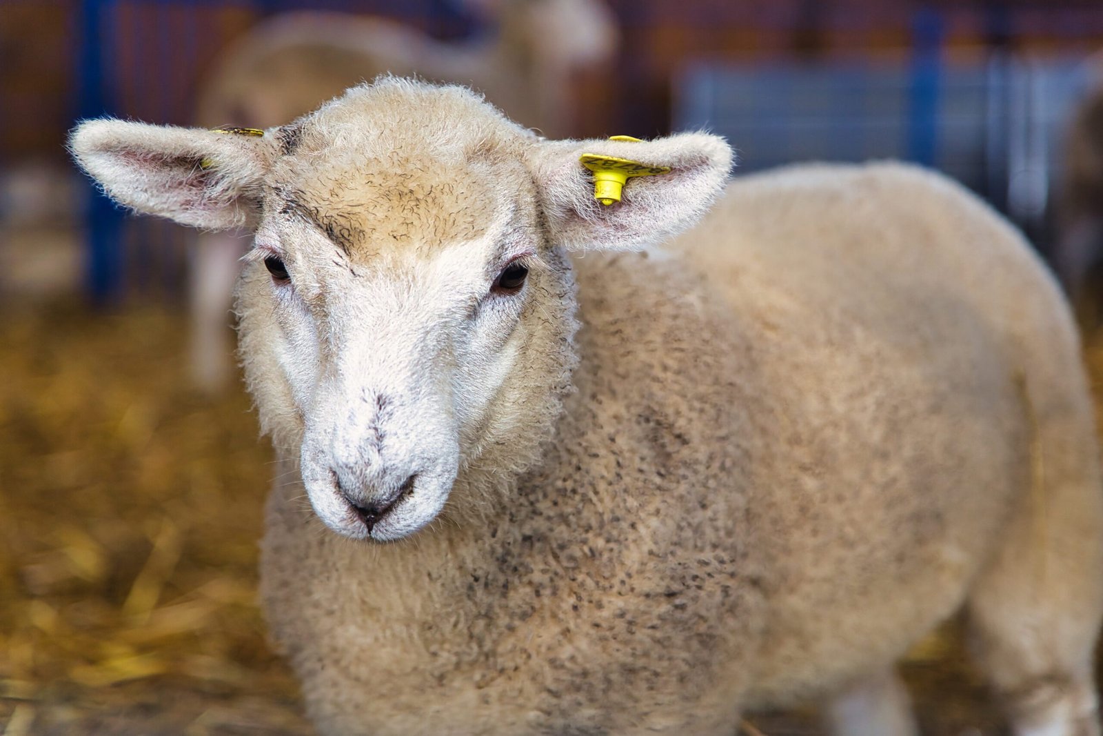 sheep13